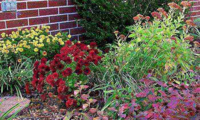 sedum planting and care in the open field from seeds