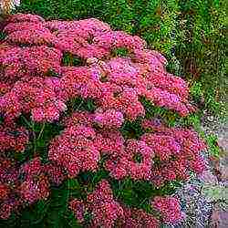 sedum planting and care in the open field from seeds