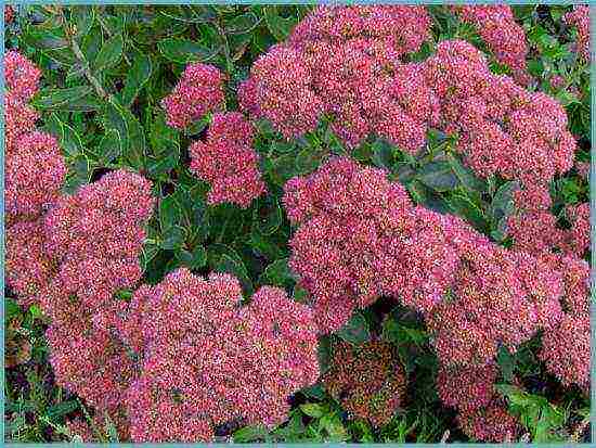 sedum planting and care in the open field from seeds