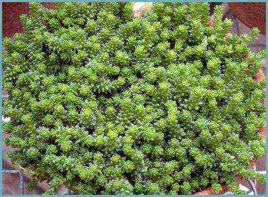 sedum planting and care in the open field from seeds