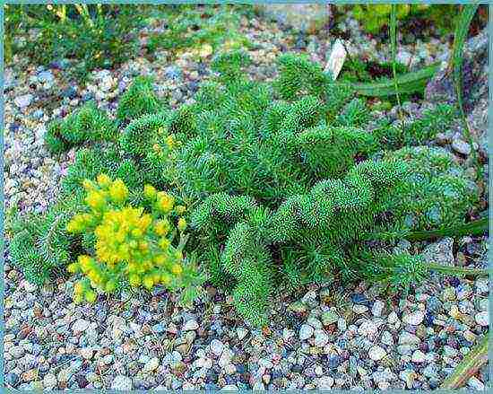 sedum planting and care in the open field from seeds