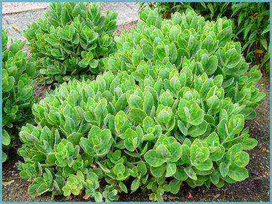 sedum planting and care in the open field from seeds