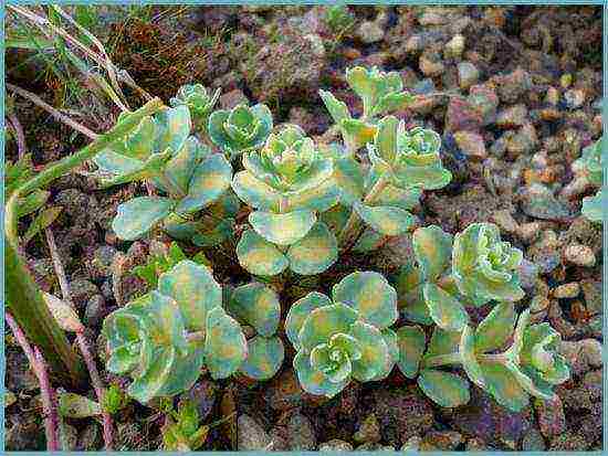 sedum planting and care in the open field from seeds