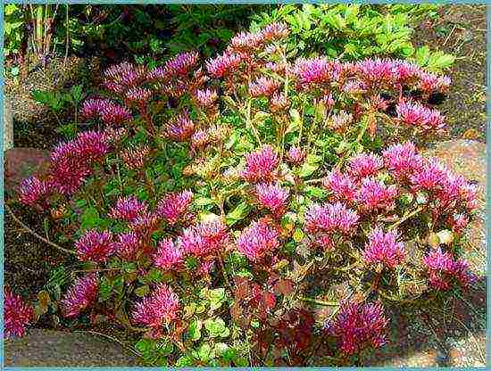 sedum planting and care in the open field from seeds