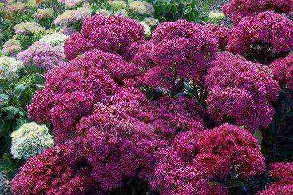 sedum planting and care in the open field from seeds