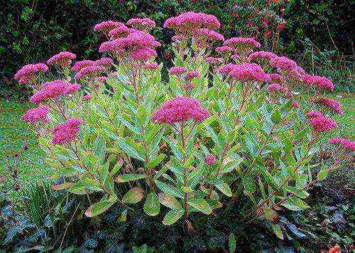 sedum planting and care in the open field from seeds