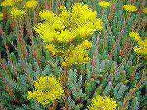 sedum planting and care in the open field from seeds