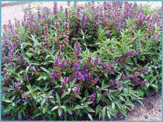 sage breeze planting and care in the open field