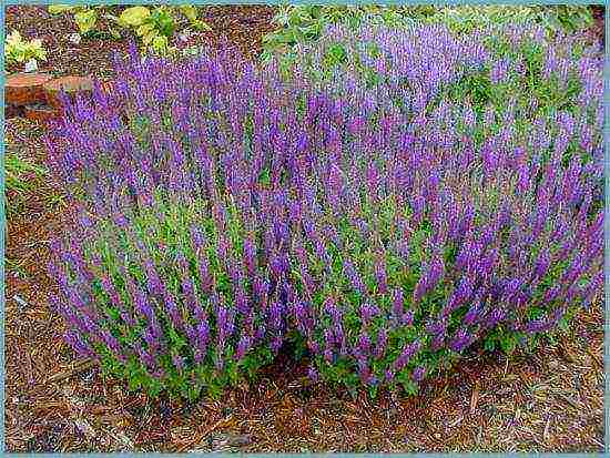 sage breeze planting and care in the open field