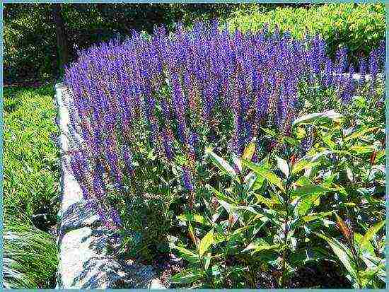 sage breeze planting and care in the open field