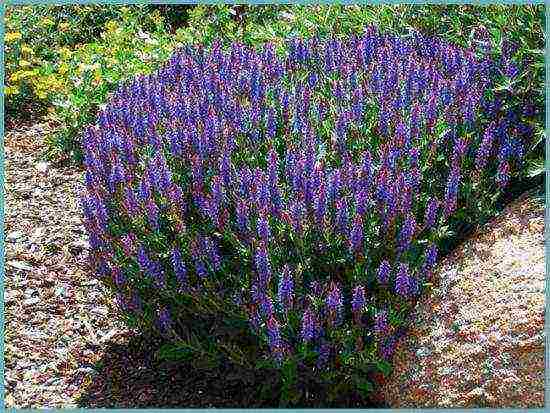 sage breeze planting and care in the open field