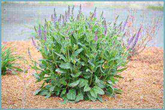 sage breeze planting and care in the open field