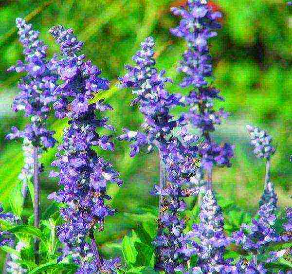 sage breeze planting and care in the open field