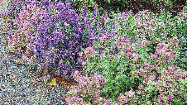 sage breeze planting and care in the open field