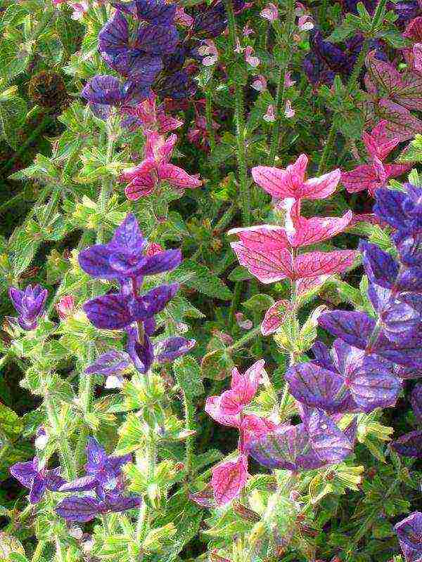 sage breeze planting and care in the open field