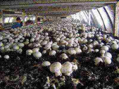 champignons can be grown for humus because they