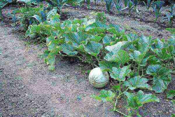 pamamaraan para sa pagtatanim ng mga pakwan at melon sa bukas na bukid