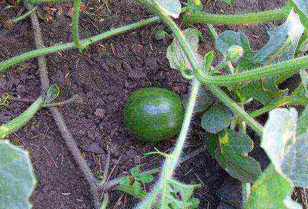 scheme for planting watermelons and melons in the open field