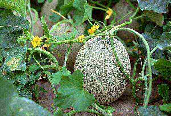 scheme for planting watermelons and melons in the open field