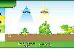 scheme for planting watermelons and melons in the open field