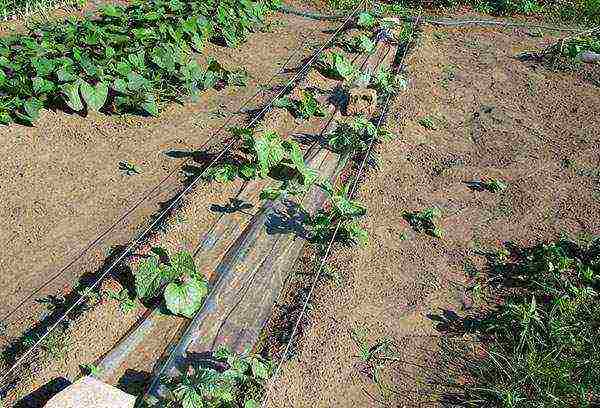 scheme for planting watermelons and melons in the open field