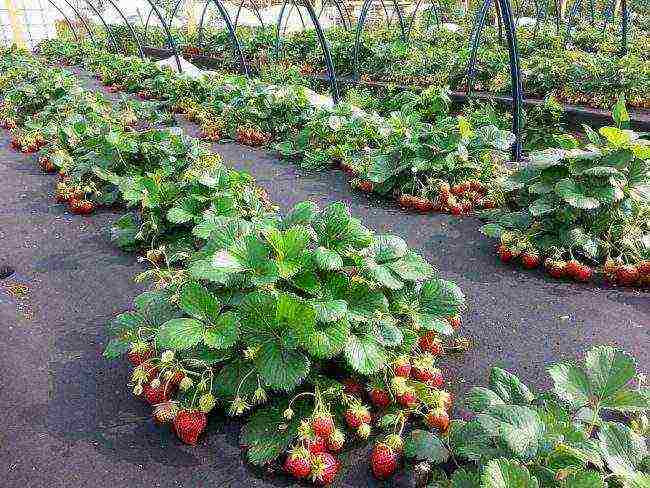 scheme for planting strawberries in spring in open ground with black spunbond