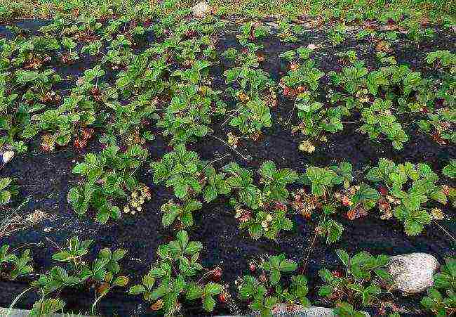 pamamaraan para sa pagtatanim ng mga strawberry sa tagsibol sa bukas na lupa na may itim na spunbond