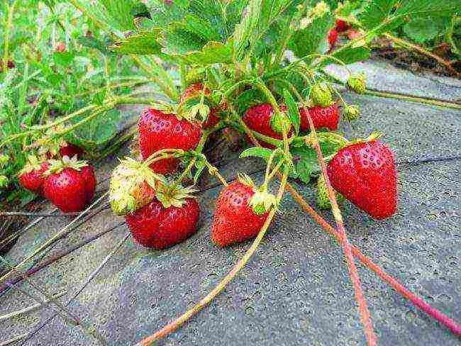 scheme for planting strawberries in spring in open ground with black spunbond