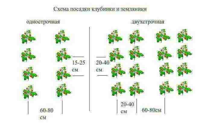 scheme for planting strawberries in spring in open ground with black spunbond