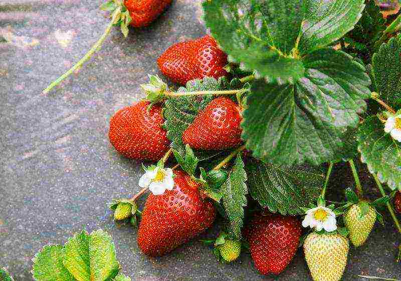 pamamaraan para sa pagtatanim ng mga strawberry sa tagsibol sa bukas na lupa na may itim na spunbond