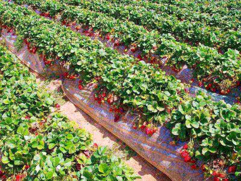 scheme for planting strawberries in spring in open ground with black spunbond