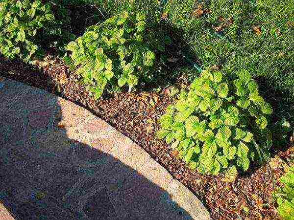 scheme for planting strawberries in spring in open ground with black spunbond