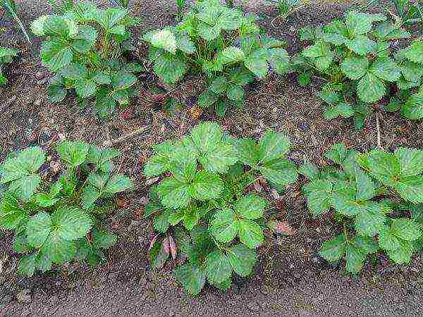 scheme for planting strawberries in spring in open ground with black spunbond