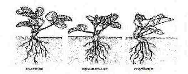 scheme for planting strawberries in spring in open ground with black spunbond