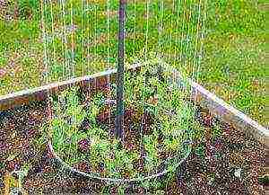 scheme for planting cucumbers on a trellis in the open field