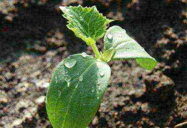 scheme for planting cucumbers on a trellis in the open field