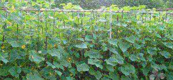 scheme for planting cucumbers on a trellis in the open field