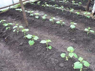 scheme for planting cucumbers on a trellis in the open field