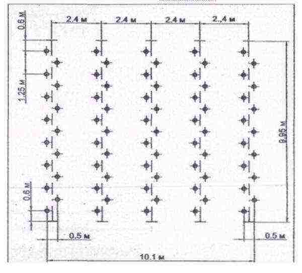 scheme for planting cucumbers on a trellis in the open field