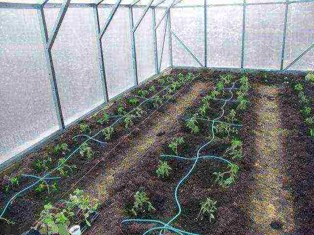 scheme for planting tomatoes in open ground under drip irrigation
