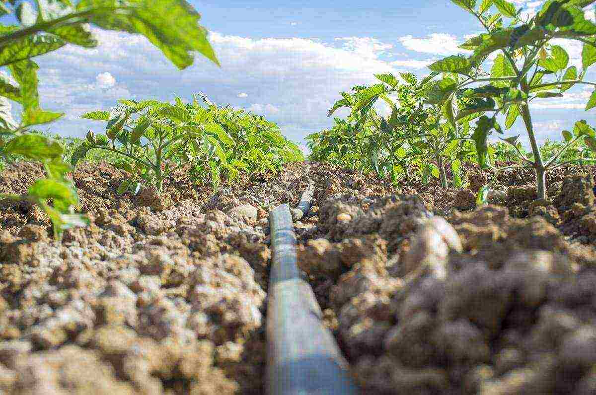 scheme for planting tomatoes in open ground under drip irrigation