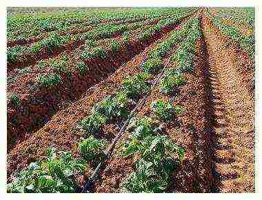 scheme for planting tomatoes in open ground under drip irrigation