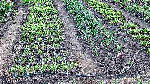 scheme for planting tomatoes in open ground under drip irrigation