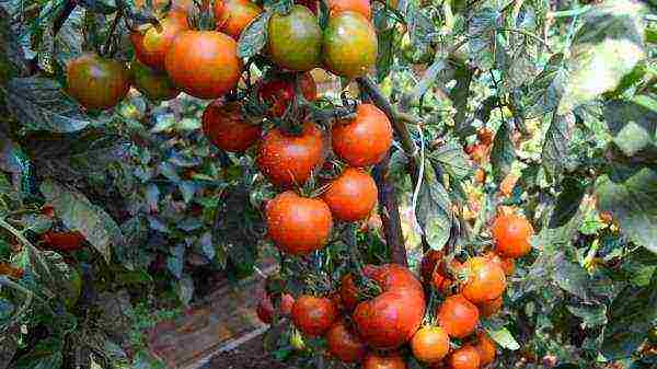 scheme for planting tomatoes in open ground under drip irrigation