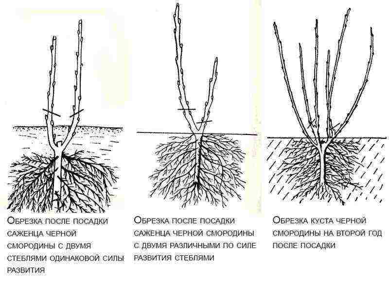 currant planting and care in the open field in the Urals