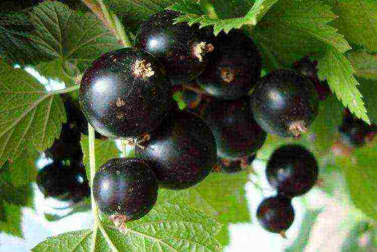 currant planting and care in the open field in the Urals