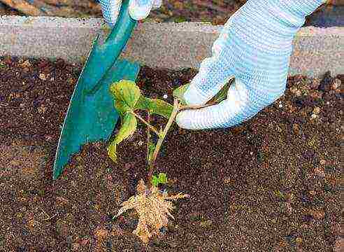 currant planting and care in the open field in the Urals