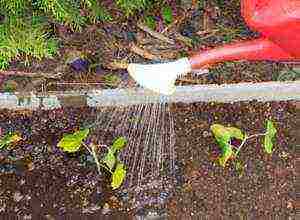 currant planting and care in the open field in the Urals