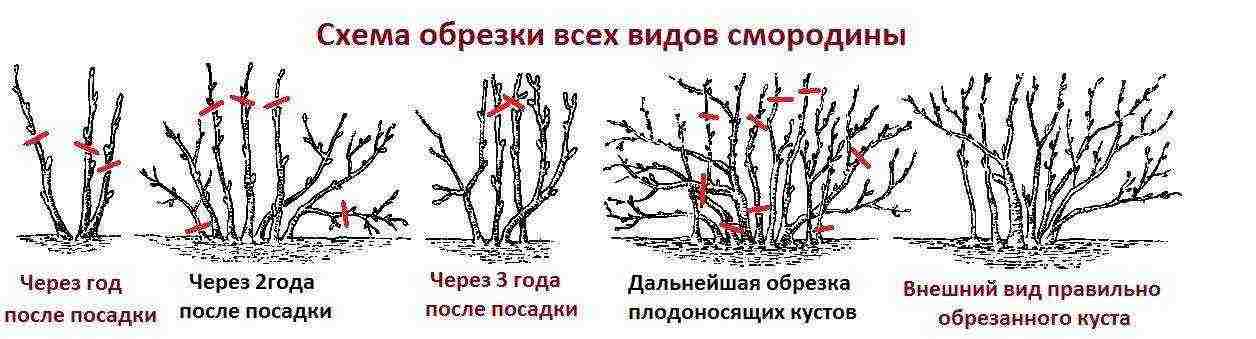 currant planting and care in the open field in the Urals