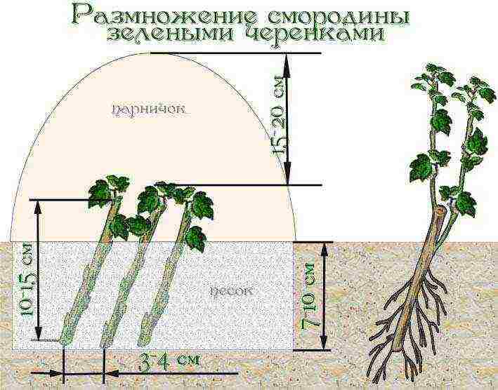 currant planting and care in the open field in the Urals